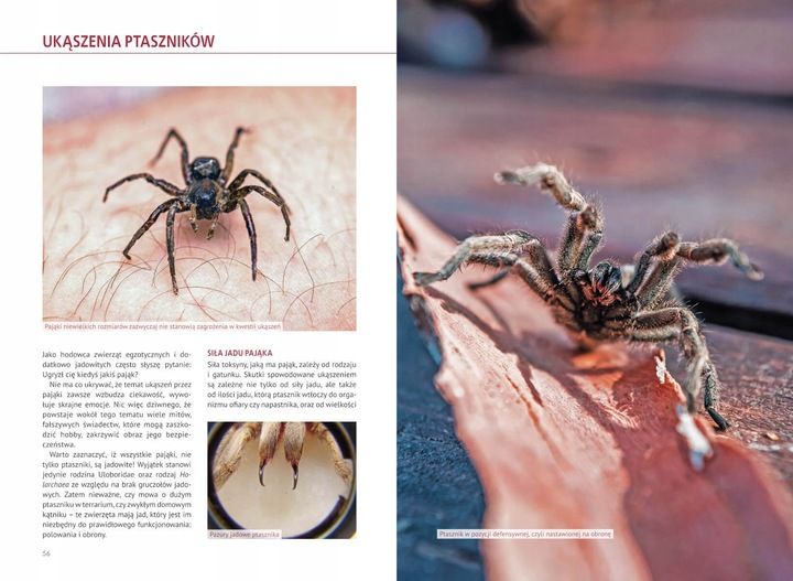 Atlas Pająków Książka O Pająkach Hodowlanych Encyklopiedia P. Malgrab SBM zdjęcie 3