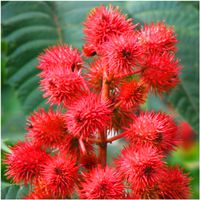 Rącznik Kasztanowiec Jednoroczny Trawnik Ogród Piękne Kwiatostany Ricinus