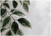 Fototapeta Na Flizelinie Do Sypialni Salonu Liście 416x254