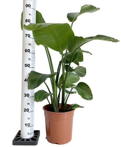 STRELICJA BIAŁA NICOLAI 90cm na Arena.pl