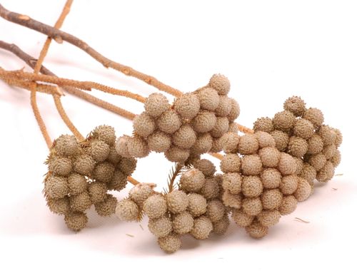 Albifora flower brunia 5szt na Arena.pl