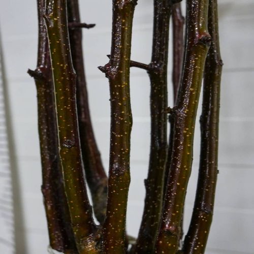 SADZONKI DRZEWKA OWOCOWE JABŁOŃ SZAMPION SŁODKA NAJLEPSZA I SOCZYSTA na Arena.pl