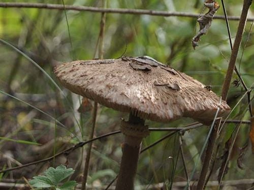 Grzybnia CZUBAJKA KANIA uprawa w ogrodzie 750 ml na Arena.pl
