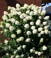 Hortensja Bukietowa GRANDIFLORA 20-40cm Wysoka Sadzonka