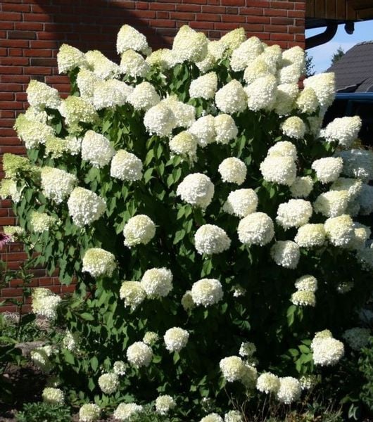 Hortensja Bukietowa GRANDIFLORA 20-40cm Wysoka Sadzonka zdjęcie 1