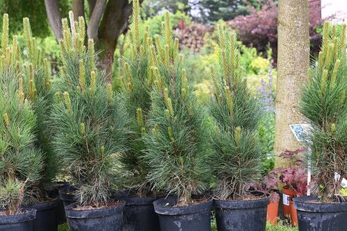 Sosna czarna Green Tower - Pinus nigra na Arena.pl