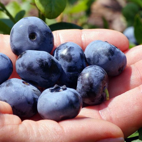 Zestaw Borówka amerykańska na Arena.pl