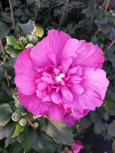 Ketmia syryjska Magenta Chiffon ® P9 E na Arena.pl