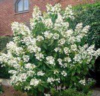 HORTENSJA BUKIETOWA LEVANA - sadzonki w doniczkach