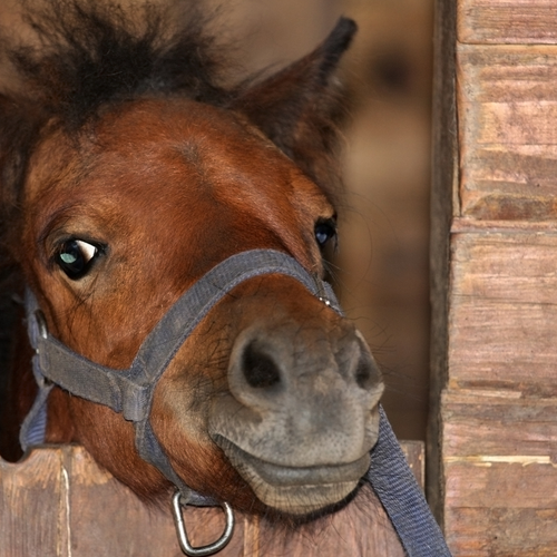 Derby Gastro Mash Bezzbożowy Mesz Dla Koni Z Wrażliwym Żołądkiem 12,5kg na Arena.pl