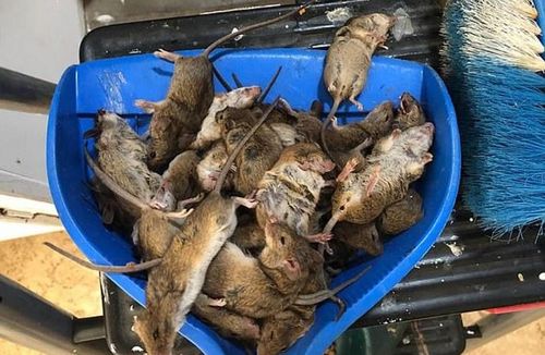 Trutka na myszy szczury TOXAN w płynie 1L na Arena.pl