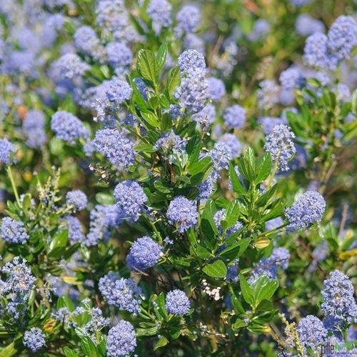 Prusznik niebieski VICTORIA zimozielony SADZONKA niebieski DŁUGO na Arena.pl