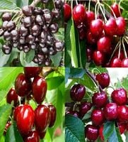 CZEREŚNIA Pakiet 6 sztuki - sadzonki 50 / 90 cm