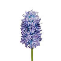 Hiacynt pojedynczy fioletowo niebieski