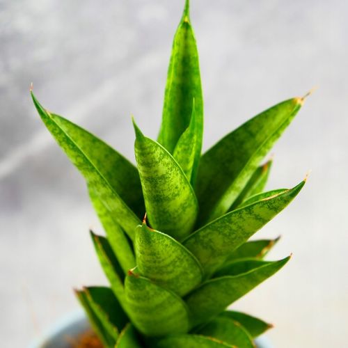 Sansevieria ''Starshooter'' Ø8cm kolekcjonerska niezniszczalna na Arena.pl