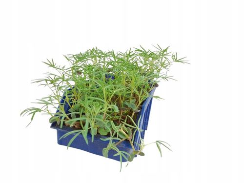 Łubin wąskolistny 25kg GORZKI na Arena.pl