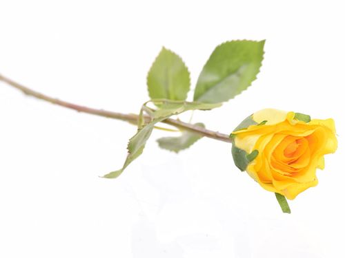 Róża gałązka żółta na Arena.pl