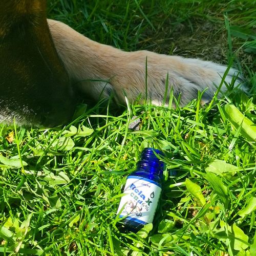 Olej Do michy RelaX CBD 6% dla psa i kota 10ml THC-0% (bezpieczny) na Arena.pl