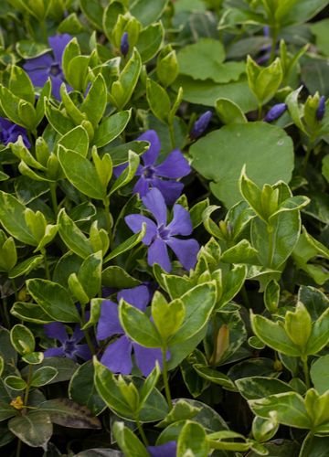 Barwinek Ralph Shugert - Vinca minor na Arena.pl