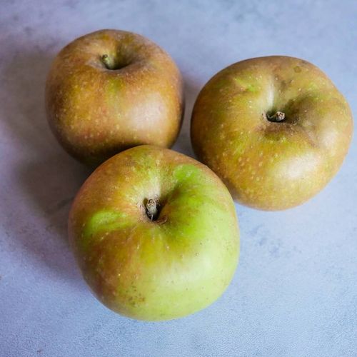 SADZONKI DRZEWKA OWOCOWE JABŁOŃ SZARA RENETA NAJLEPSZA CENIONA DO na Arena.pl