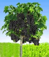 PORZECZKA czarna na pniu - sadzonki 80 / 100 cm