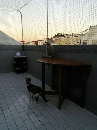 Siatka wzmacniana Trixie dla kota na balkon 3x2 m na Arena.pl