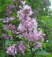 LILAK WĘGIERSKI Syringa - sadzonki w doniczkach !!