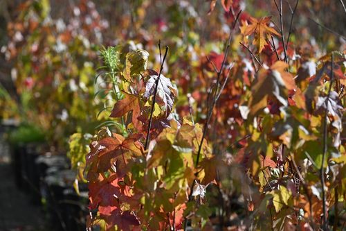 Ambrowiec amerykański - Liquidambar styraciflua na Arena.pl