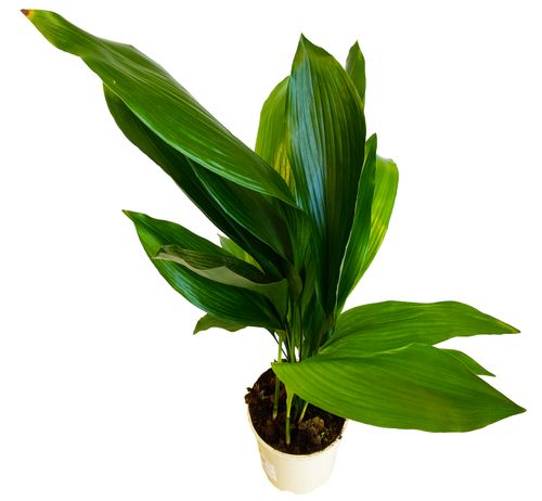 ASPIDISTRA ELIATOR 80 cm na Arena.pl
