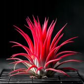 Tillandsia ionantha red - AIR PLANTS Oplątwa bez podłoża roślina