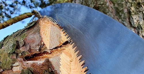 Piła Teleskopowa z hakiem 5,5m ostrze 360mm podcinanie drzew na Arena.pl