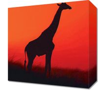 Obraz 30x30cm Żyrafa w Czerni