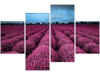 OBRAZ LAWENDOWY NCUSKI KRAJOBRAZ