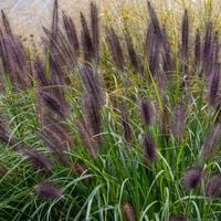 TRAWA Rozplenica japońska BLACK BEAUTY Czarne kwiatostany Duże sadzonki P9