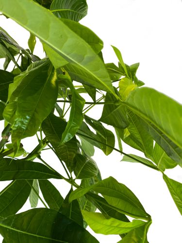 PACHIRA WODNA 110 cm na Arena.pl