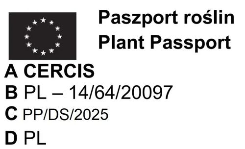 JUDASZOWIEC CHIŃSKI - sadzonki 30 / 40 cm na Arena.pl