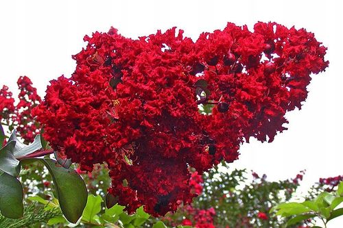 Lagerstroemia czerwona Red Imperator 20-40cm P9 na Arena.pl