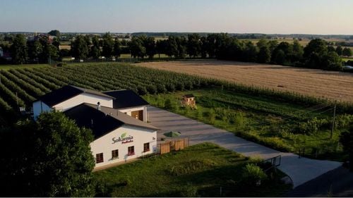 SOK Z KISZONEGO BURAKA 5l Zakwas Dobry Dla Organizmu i Dobrej Diety Zdrowy na Arena.pl