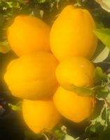 Pigwowiec NICOLINE sadzonki pigwa nalewki DONICZKA