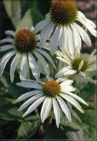 JEŻÓWKA Baby Swan White - sadzonki w doniczkach !!