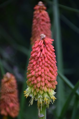 Trytoma groniasta 'Flamenco' Afrykańska Płonąca Pochodnia Kniphofia uvaria na Arena.pl