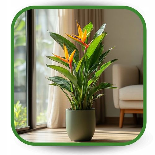 Ziemia do Strelicji i helikonii BIO Bigos Podłoże Premium 15L na Arena.pl