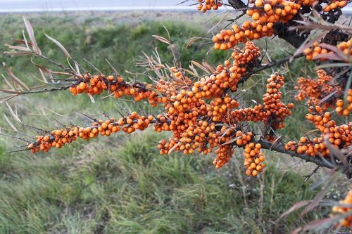 Rokitnik SAMOPYLNY bomba witamin 2 letnia, doniczka 2 litrowa na Arena.pl