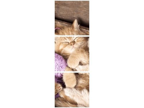 30CM 90CM OBRAZ DRUK ŚPIĄCE KOTY MISCE na Arena.pl