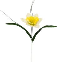 Żonkil pojedynczy kremowo-żółty