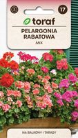 Pelargonia Rabatowa Mix, Pelargonium Zonale, Mieszanka Nasion Pelargonii
