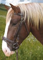 Ogłowie dla konia zimnokrwistego czarny Covalliero