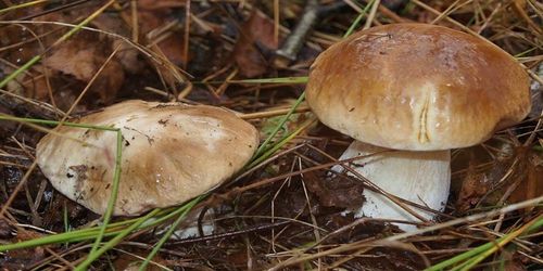 Grzybnia Borowik Szlachetny – Mikoryza, Grzyby do Ogrodu na Arena.pl