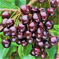 CZEREŚNIA KORDIA BARDZO DUŻE OWOCE ODPORNA NA MRÓZ DUŻE ZBIORY