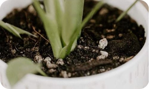 Podłoże Bigos Ziemia do Monstery Kwiatów15L BIO Wzbogacone Biohumusem na Arena.pl